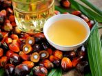 harga-minyak-inti-kelapa-sawit-89